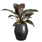 june split high 46cm schwarz